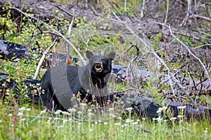 American black bear in Jasper National Park, Alberta, Rocky Mountains Canada