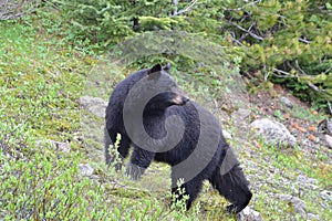 American black bear looking backwards