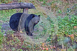 An american black bear looks at the camera