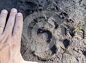 American Black Bear paw track found along Georgia hiking trail