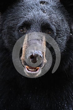 American Black Bear portrait