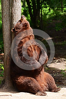 American Black Bear Rubbing His Back