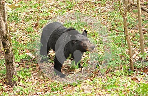 American Black Bear, Shenandoah Virginia