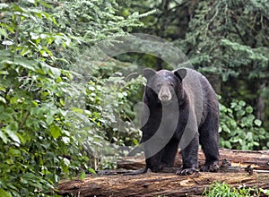 American black bear photo