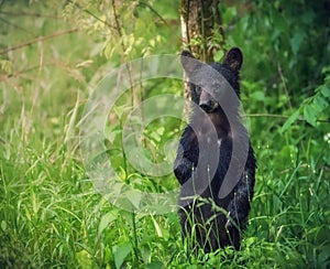 An american black bear stands and looks at the tourists at Great Smoky Mountains National Park