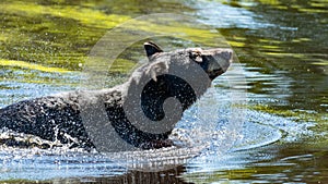 American black bear swimming in the water