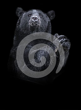 American black bear Ursus americanus