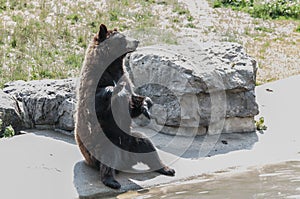 American black bear (Ursus americanus)