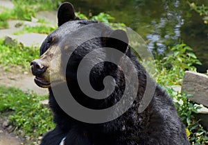 American Black Bear (Ursus americanus)