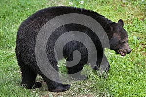 American black bear Ursus americanus.