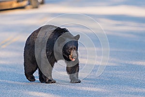 American Black Bear Ursus americanus