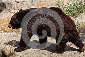 American black bear Ursus americanus