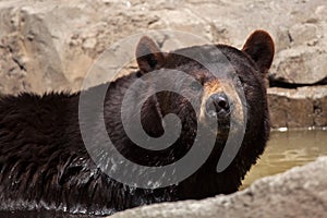 American black bear Ursus americanus