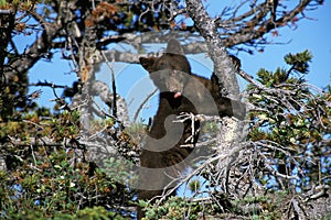 AMERICAN BLACK BEAR ursus americanus, CUB PLAYING IN TREE, CANADA