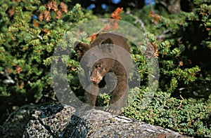 AMERICAN BLACK BEAR ursus americanus, CUB STANDING ON ROCK, CANADA