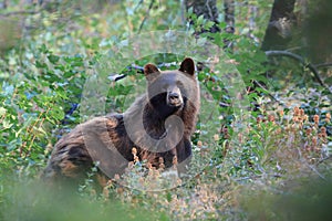 American black bear & x28;Ursus americanus& x29;, Glacier National Park, Montana,USA