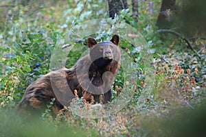 American black bear & x28;Ursus americanus& x29;, Glacier National Park, Montana,USA