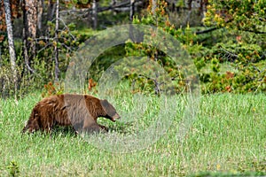 American black bear Ursus americanus grazing grass in the Banff National Park