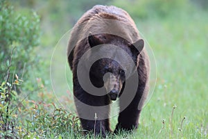 American black bear (Ursus americanus)  Kanada