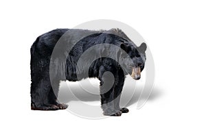 Isolated black bear