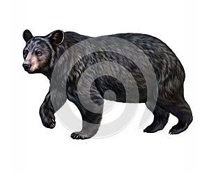 The American black bear Ursus americanus photo