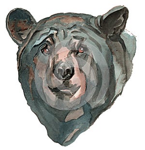 The American black bear watercolor portrait