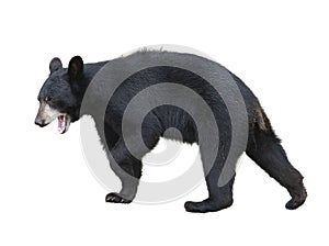 American Black Bear on white background