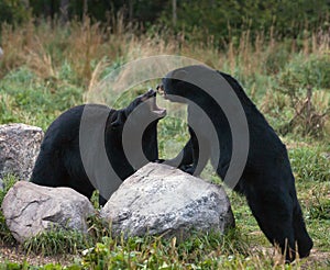 American Black Bears photo