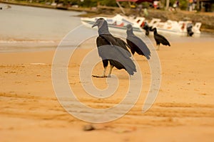 American black cathart bird on the seashore