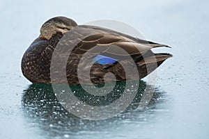 American Black Duck - Anas rubripes