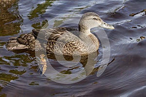 American Black Duck, Anas rubripes