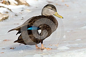 American Black Duck - Anas rubripes