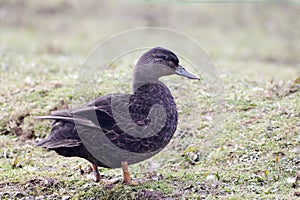 American black duck, Anas rubripes