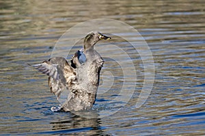 American Black Duck Stretching Its Wings on the Water