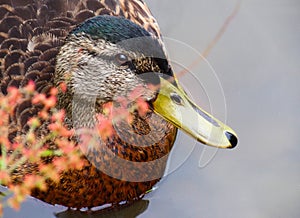 American black duck on water surface