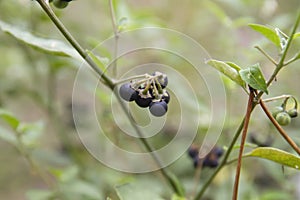 American black nightshade berries close up