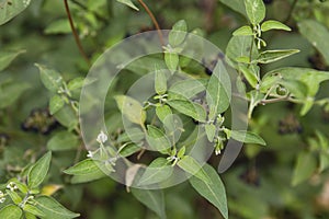 American black nightshade green leaves