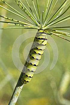 American Black Swallowtail Butterfly Caterpillar on Dill Weed Herb Plant