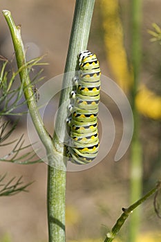 American Black Swallowtail Butterfly Caterpillar on Dill Weed Herb Plant