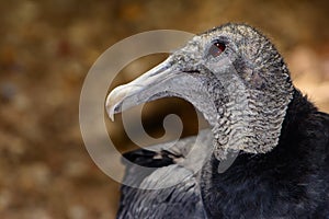 American black vulture Coragyps atratus