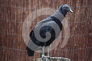American black vulture (Coragyps atratus). photo