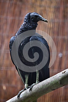 American black vulture (Coragyps atratus). photo
