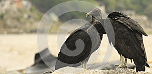 American black vulture couple