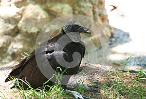 American Black Vulture searching for food in dirt in Homosassa Springs, Florida, USA