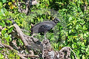 American black vulture sitting on on a branch in the Everglades National Park, Florida