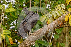 American black vulture on tree branch, Veracruz