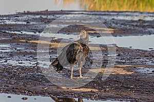 American black vulture on Trinidad pitch lake