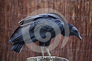 American black vulture (Coragyps atratus). photo