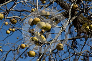 American black walnuts (Juglans nigra)