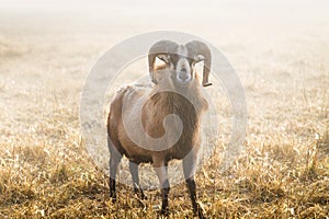 American Blackbelly Sheep